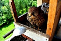 /album/a5-6-2013/nastavena-lzice-jpg/